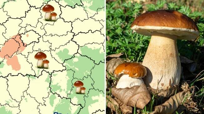 Houby konečně rostou ve velkém. Aktualizovaná mapa ukazuje, kam se vyplatí vyrazit