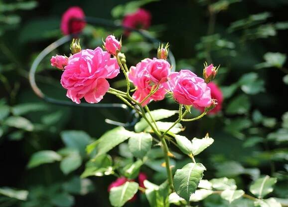 Rose, Dekorativní Keř, Růže Květina