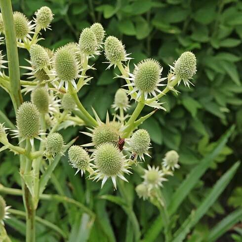 Eryngium agavifolium