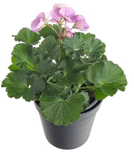 Muškát vzpřímený, Pelargonium zonale, bílo - fialový skladem | ZAZUMi.cz