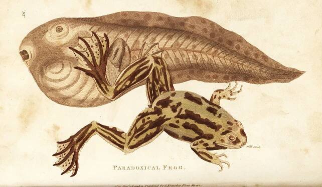 Paradoxical Frog