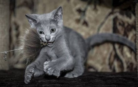 Ruská modrá kočka (100 fotografií): popis vzhledu a charakteristiky plemene domácí kočky, péče
