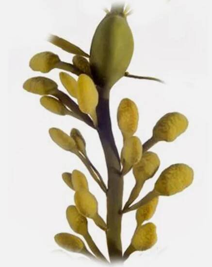 Ascophyllum Nodosum