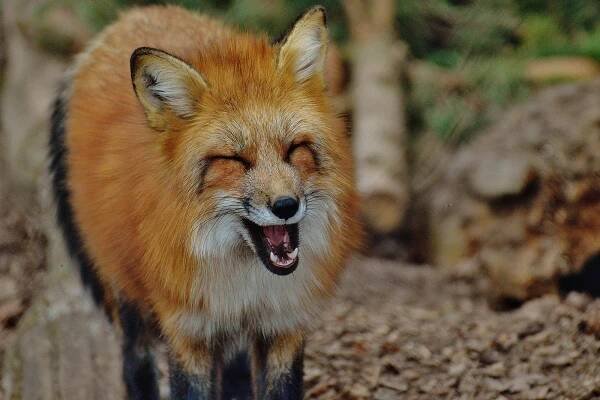 Fuchs