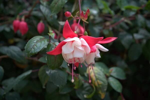 34 Facts About Fuchsia