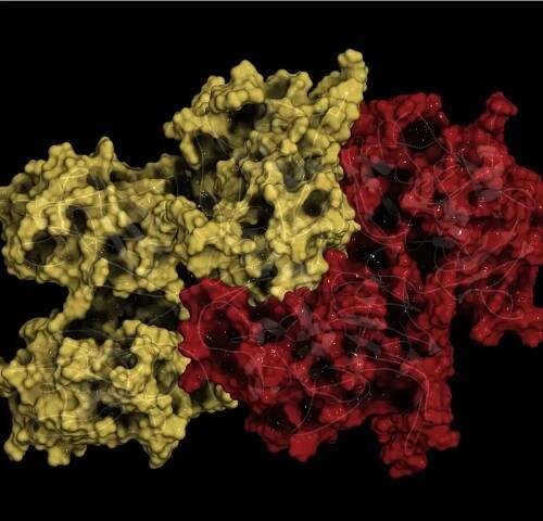 Cystatin C Biomarker Assay Testing, Cystatin C Function and Effects | NorthEast BioLab
