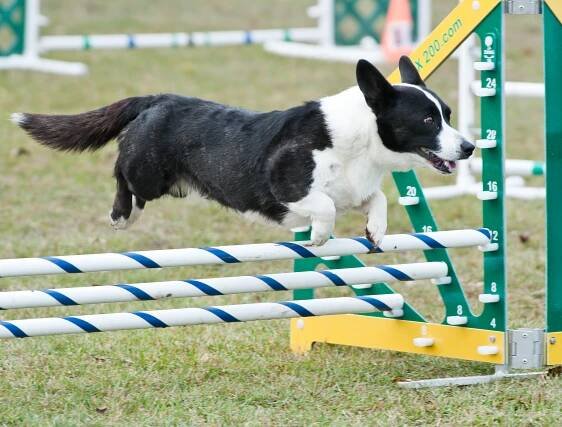 Jak správně zvednout Corgi?