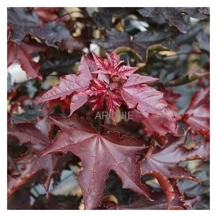 Javor mléč ´Crimson Sentry´ - Acer platanoides ´Crimson Sentry´- ok 10/12 cm  Okrasné stromy