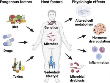 Decoding the obesity–cancer connection: lessons from preclinical models of pancreatic adenocarcinoma | Life Science Alliance