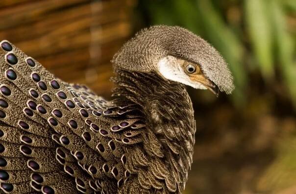Zoo Ostrava: Nové páry vzácných bažantů 2