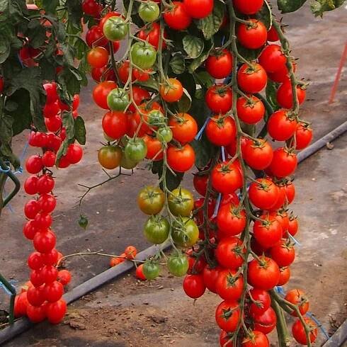 Osivo rajčat – Rajče Charmant F1 – Solanum lycopersicum