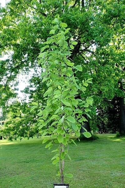Šácholan zašpičatělý - jarní habitus (Magnolia acuminata), rostlina