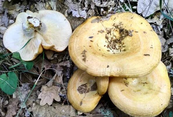 Hřib dubový, neboli dubová camelina (lat. Lactarius insúlsus)