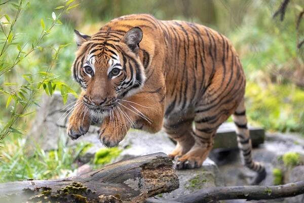 RS40051_2021_01_12 Azul tiger-9