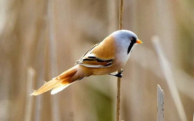 Sýkořice vousatá (Panurus biarmicus)