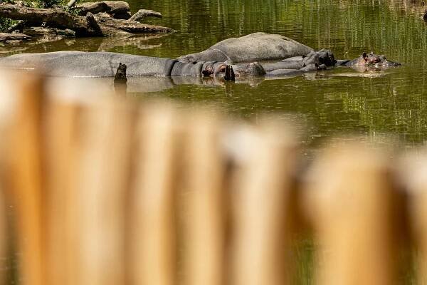 Z nejnudnější části nejatraktivnější. V zoo nahradila most u hrochů nová cesta