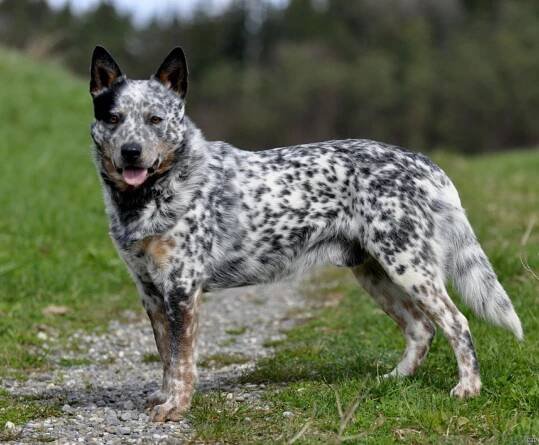 Are Australian Cattle Dogs Good Guard Dogs?