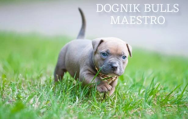 Socializace štěňat American Bully | DOGNIK BULLS