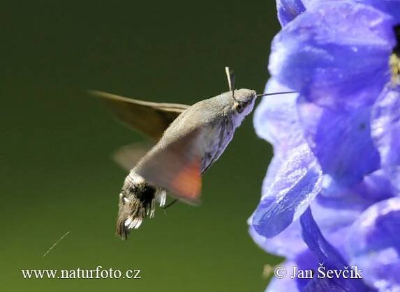 Dlouhozobka svízelová | Naturfoto.cz