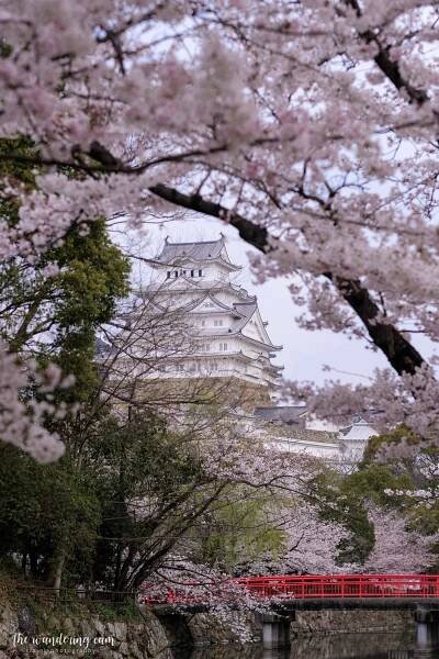 Sakura and Himeji Castle - most beautiful castle in Japan — the wandering cam