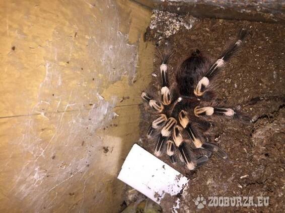 Sklípkan korálkový - Acanthoscurria geniculata - Prodej