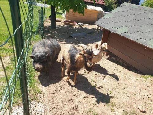 Zvířata v apartmánu nebo okolí