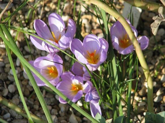 Crocus kosaninii