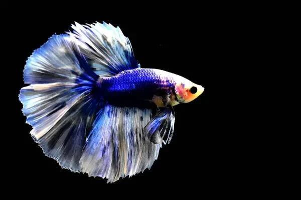 Betta ryby Půlměsíc nebo půlměsíc palakat, dumbo, korunky v jiné barvě tónu. Siamské bojové ryby na izolovaném černém pozadí. — Stock obrázek
