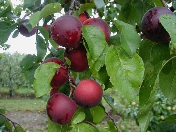 Třešeň x meruňka 'Aprikyra' - Prunus Aprikyra