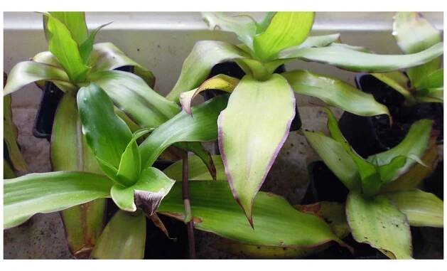 Kalisie voňavá – Callisia fragrans - PepinoGold.cz