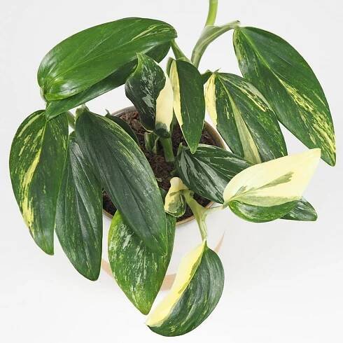 Monstera standleyana variegata