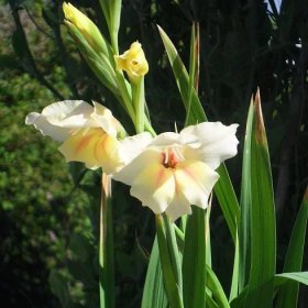 Gladiol Nanus Halley – Gladiolus – gladioly – hlízy