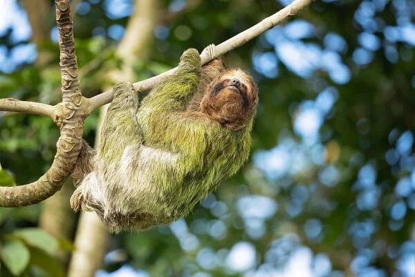 The brown-throated sloth (Bradypus variegatus) is a species of three-toed sloth found in the Neotropical realm of Central and South America