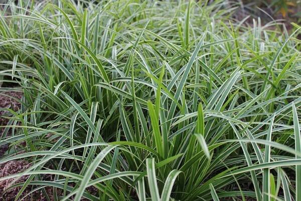 Ostrica japonská (''Ľadový tanec'' ) - Carex morrowii ́ICE DANCE ́