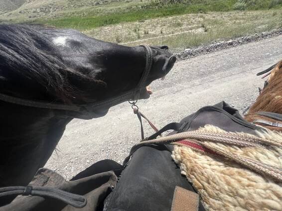 Short ride Kyrgyzstan 2024 | Horsemenistán