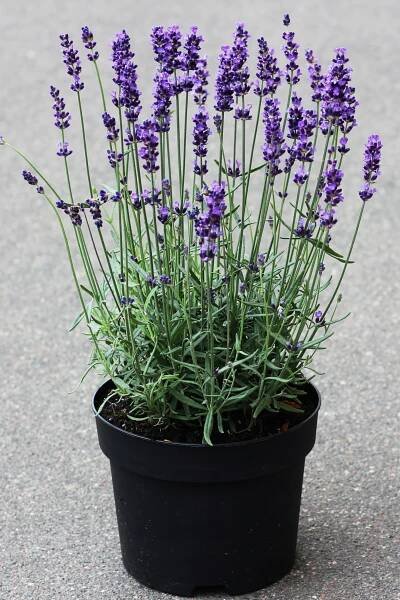 LEVANDULE ÚZKOLISTÁ HIDCOTE BLUE SAZENICE P9 Výrobce ostatní