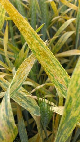Wheat yellow rust