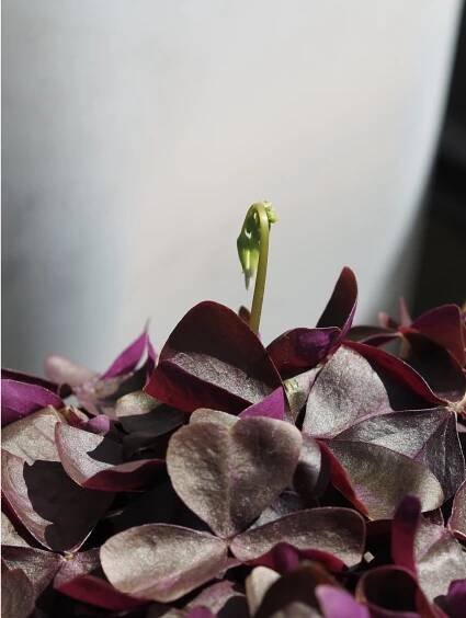 Oxalis triangularis Q + A – HOUSE PLANT HOUSE