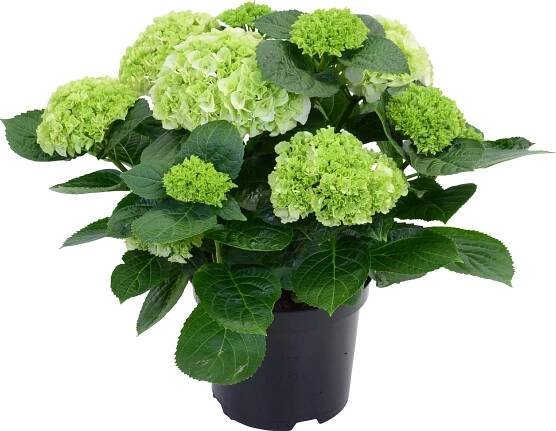 Royal Lemkes Hortenzie velkolistá (Hydrangea macrophylla) bílá, cca 45 cm, 5 l nakoupit u OBI