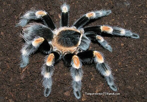 Brachypelma hamorii 1/2”