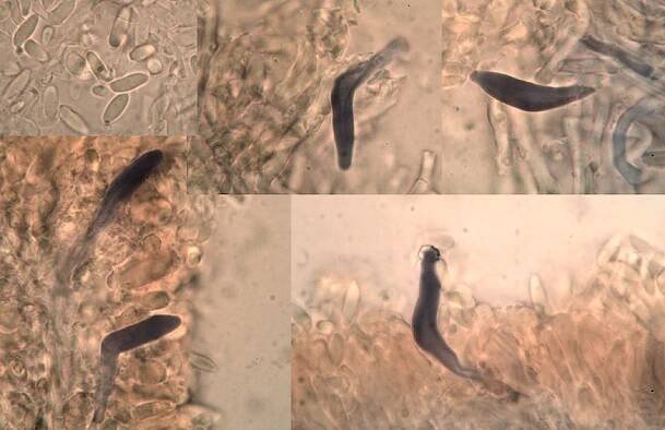 Amylocystis lapponicus cystidia and spores