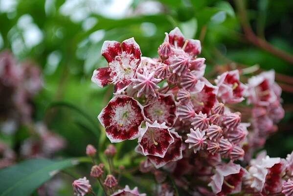 Evergreen Shrubs - Planters' Choice