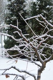 tvorba bříz, mrznoucí déšť, bříza na místě, zahradní březové bonsaje
