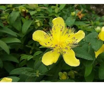 Hypericum calycinum (třezalka kalíškatá)