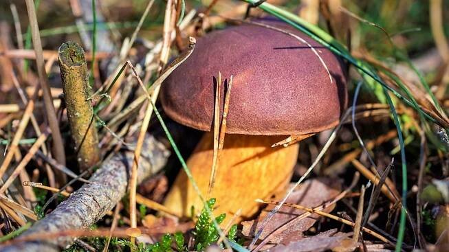Hřib hnědý neboli suchohřib hnědý (Boletus badius anebo Imleria badia) je kvalitní a chuťově vynikající jedlá houba, lidově se mu říká panský hříbek, sameťák, slaďák podborovák či podhříbek.