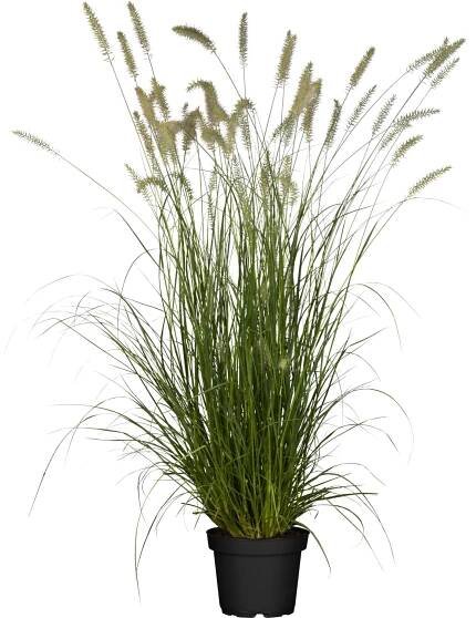 OBI Dochan psárkovitý "Hameln" (Pennisetum) pr. cca 19 cm
