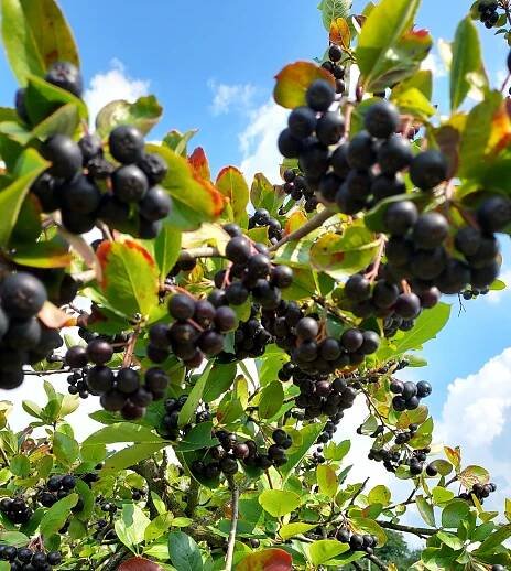 Aronie, známá také jako černá jeřabina, má mnoho pozitivních účinků na zdraví. Je bohatá na antioxidanty, vitamíny a minerály, a proto se doporučuje pro podporu imunity, zdraví srdce a cév, regulaci krevního tlaku a cholesterolu. Prodám 2 litry jen za 120 Kč (1l = 75Kč), čerstvě nasbíranou v den objednávky. Osobní odběr v Milíkově nebo po domluvě někde v okolí Třince