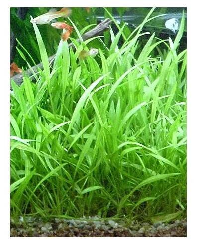 Echinodorus latifolius