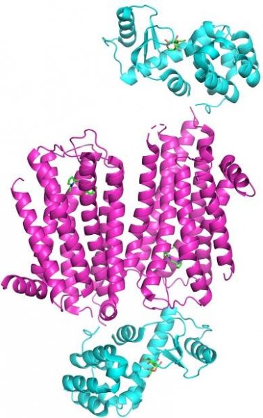 STRBD - GPCR