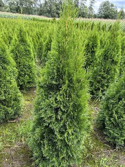 Doprava po celé ČR ,Tuje smaragd , Thuja smaragd 110-120 cm